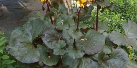 Buzulnik: sadnja i njega na otvorenom polju, u vrtu